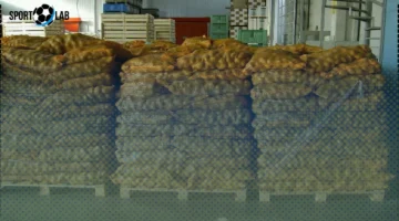 موسم البطاطس 2025 يعزز إنتاج مصر وصادراتها رغم تحديات أوروبا